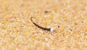 Ice Cream Cone White Glass Bead Midge Fly - Mustad Signature Hooks - 12 Flies